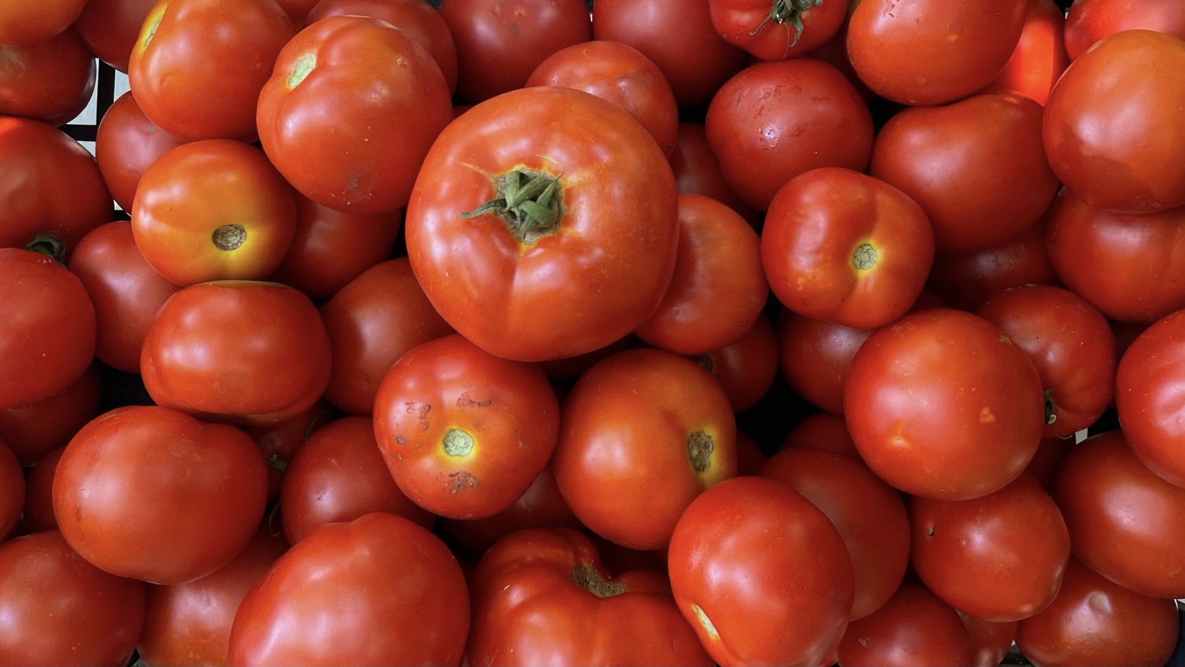 lorem ipsum dolor sit